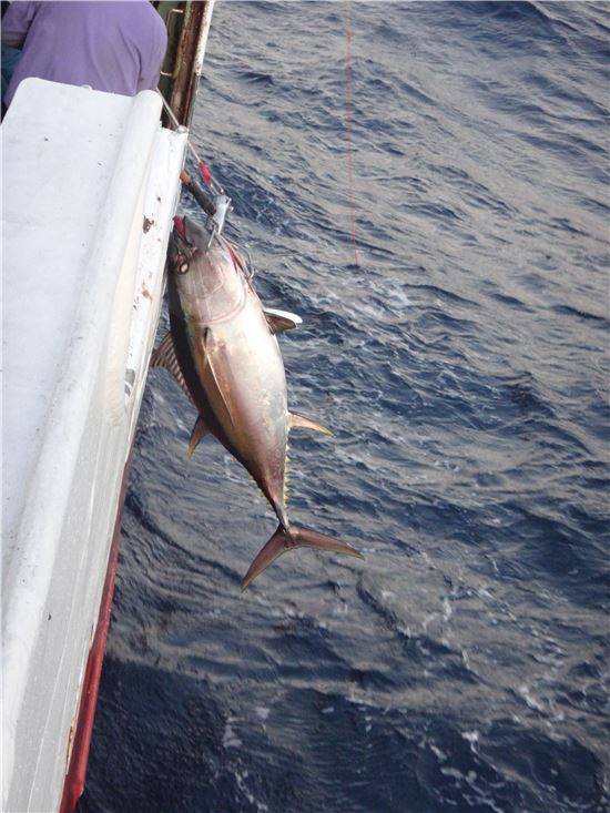 연승 어업으로 참다랑어를 잡는 모습(자료:해양수산부)