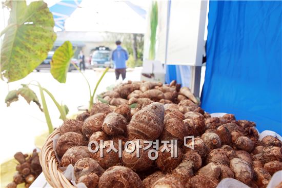 곡성군, 토란 향토산업 육성으로 활기찬 ‘도약’