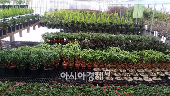 산림조합 광주전남 “우량 건전 묘목 엄선 판매한다”