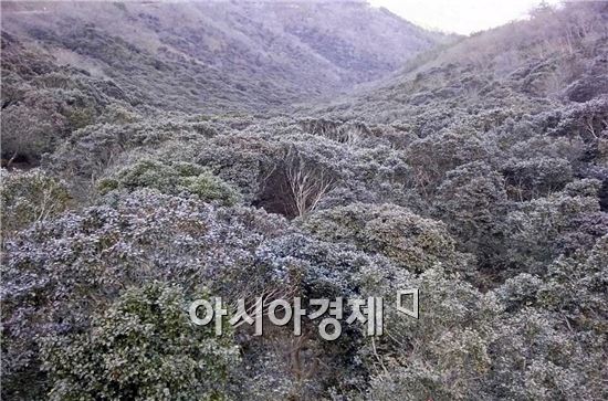 장흥 천관산 동백숲