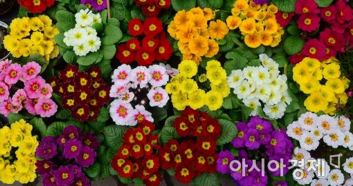 [포토]봄의 색 