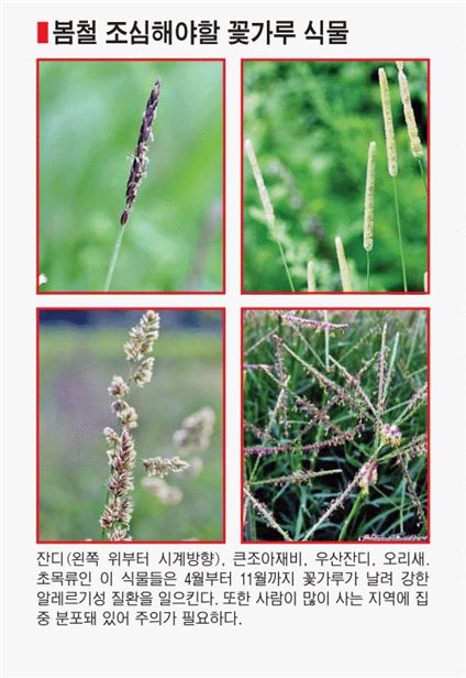 '봄철' 재채기 유발자…꽃가루 알레르기