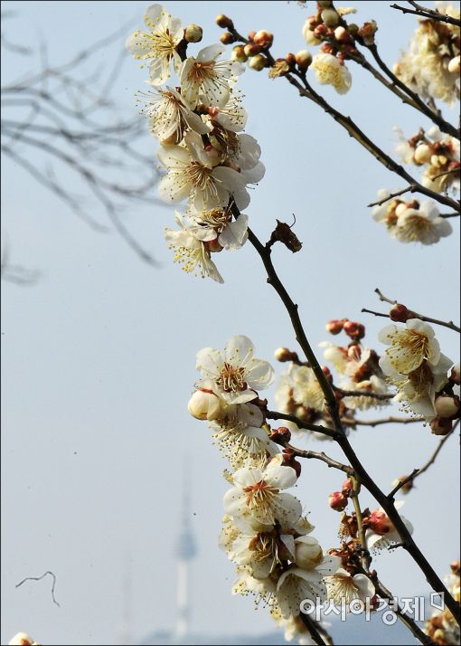 [포토]서울 매화