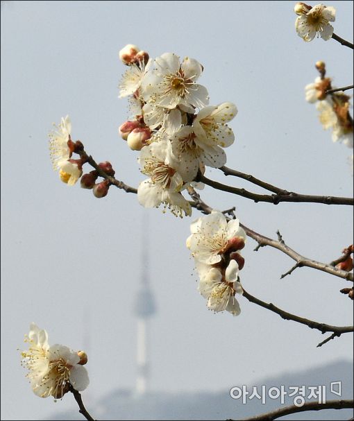 [포토]남산 위에 매화