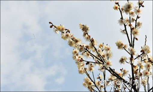 [포토]서울까지 달려온 봄 꽃
