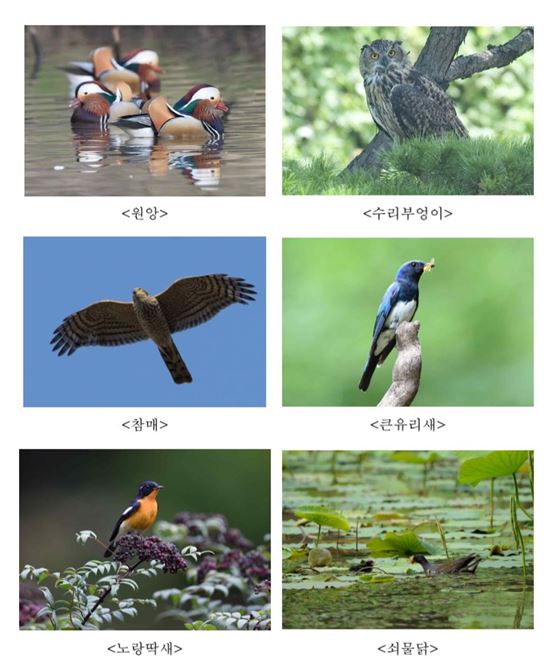 출처: (사)한국야생조류보호협회
