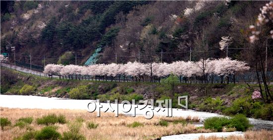 곡성대황강변