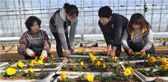 강진군농업기술센터가 꽃 육묘장에서 팬지 출하를 앞두고 있다.