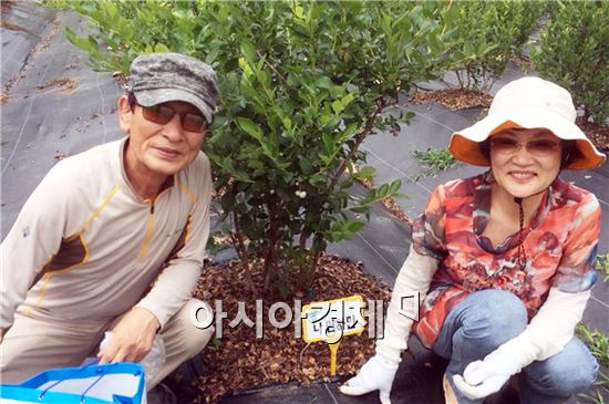 순창군은 도시민들에게 블루베리와 매실을 직접 가꾸고 수확할 수 있는 블루베리 매실 분양농장 사업을 진행한다.