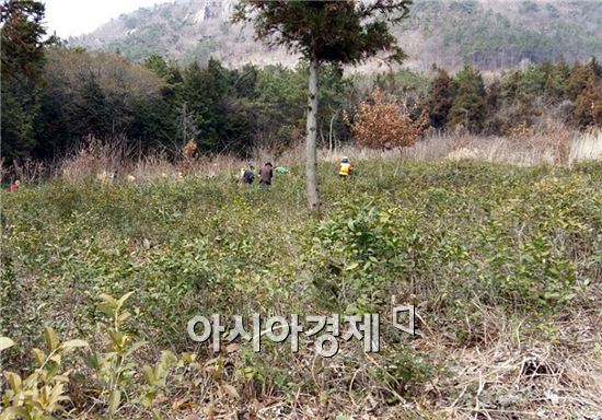 장흥군이 지역 곳곳에 자생하고 있는 야생녹차 밭을 정비에 나섰다.