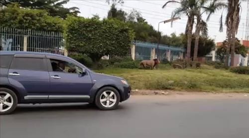 63세 남성, 케냐 도심서 사자에게 공격 받아