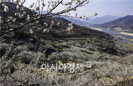 봄 향기 그윽한 남도에서 봄꽃 축제 즐기세요