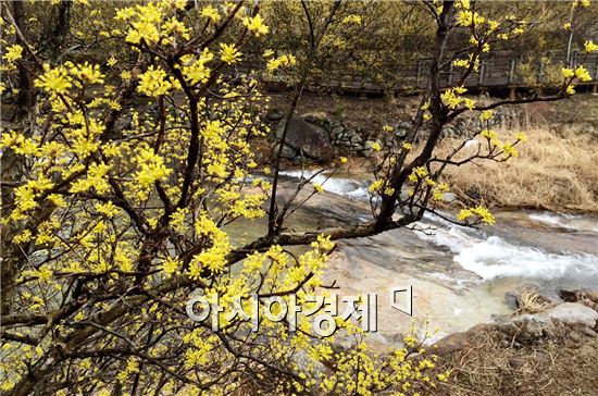 봄 향기 그윽한 남도에서 봄꽃 축제 즐기세요