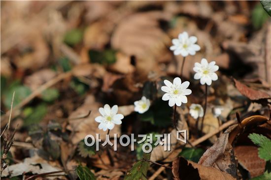 [포토]하얀 속살 노루귀꽃 “봄 맞으러 왔어요”