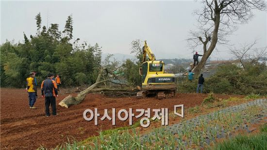 영암군 시종면은 무질서하게 뻗은 가로수 가지를 제거해 행인과 차량의 통행을 원활하게 하고 쾌적하고 아름다운 가로경관 유지를 위해 노거수 12주를 제거하고 가로수(매화나무) 994주의 전정, 병해충 방제, 제초작업을 실시했다.  