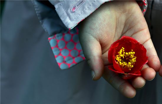 낙화한 동백꽃 한 송이가 아이손바닥에서 붉게 빛을 발한다.