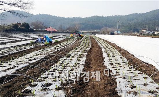 장흥군(군수 김성)은 지역 농업인들의 새로운 소득원을 발굴과 경지이용률 증대를 위해 ‘찰옥수수 조기재배’ 시범사업을 추진하고 있다.
