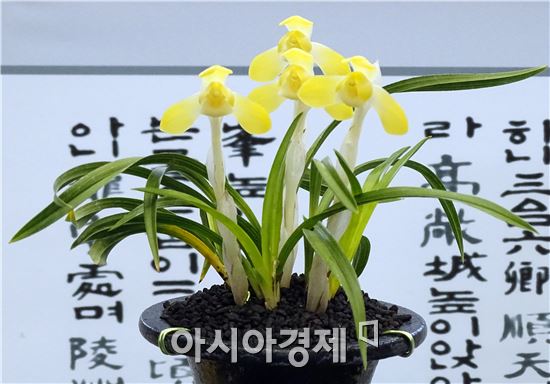 대한민국 난명품대전 대통령상에 "황화소심"