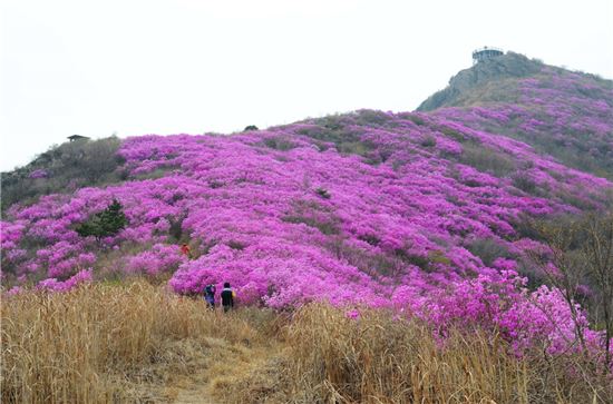 전국 최대 진달래 군락지인 전남 여수 영취산 일원에서 내달 1일부터 3일까지 ‘여수영취산진달래체험’ 행사가 개최된다.