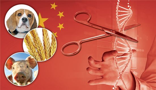 '유전자 편집 강국' 중국의 꿈 영근다