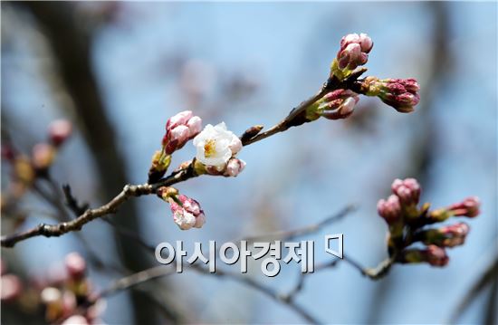 장흥군 장흥읍 예양공원에 군락을 이루고 있는 벚나무가 봄의 절정을 알리며 꽃망울을 터트리고 있다. 예양공원은 장흥읍 전체를 한눈에 조망할 수 있어 인근 토요시장과 편백숲 우드랜드로 이어지는 가족 단위 봄나들이 코스로 인기를 끌고 있다.
