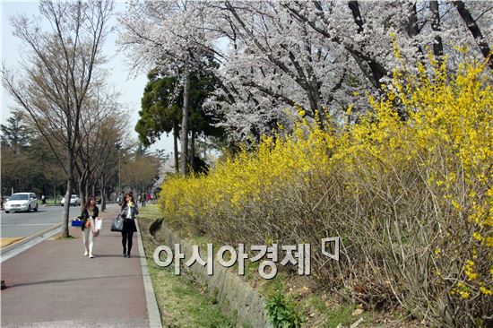 전남대학교(총장 지병문)가 올해도 봄꽃이 만발한 캠퍼스를 개방한다.
