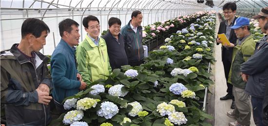 강진군, 명품 절화수국 첫 출하에 ‘싱글벙글’