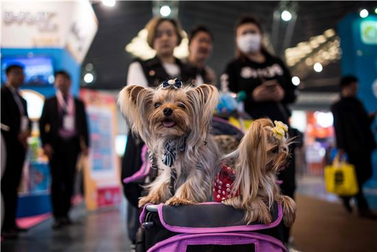 상하이국제애완동물박람회. 사진은 기사와 관련이 없음