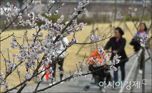 [포토]여의도 윤중로도 이미 봄꽃 축제