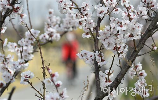 [포토]'봄꽃 라이딩'