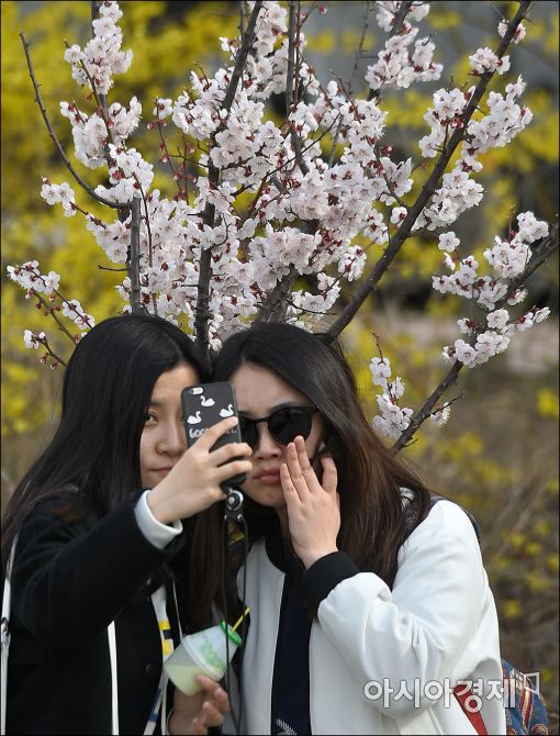 [포토]"봄꽃 추억을 담아요"