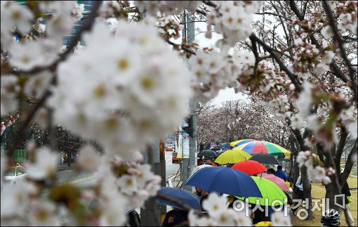 [포토]봄비와 벚꽃축제