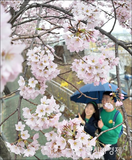 [포토]'봄꽃 데이트'