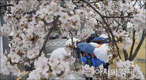 [포토]상춘객 부르는 봄비