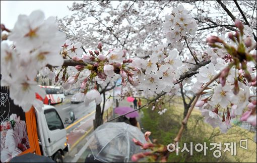 [포토]벚꽃 만개한 여의도 윤중로