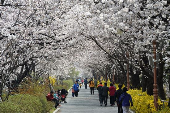 장안동 벚꽃길 봄을 유혹하다 