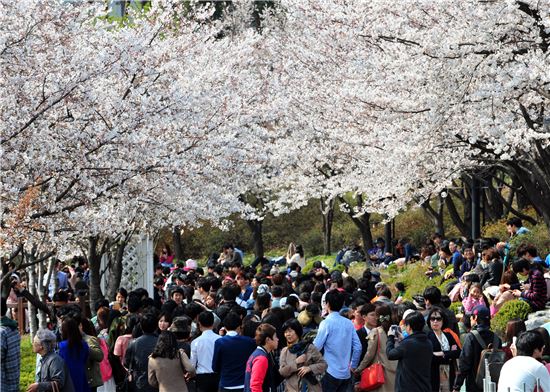 석촌호수 벚꽃축제를 즐기는 시민들 