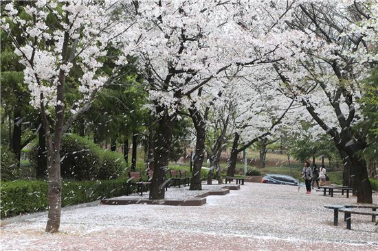 성남 중원구 상대원동 중원초등학교 앞 벚꽃길