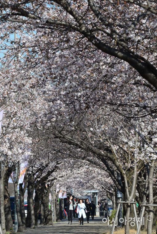 [포토]벚꽃터널 
