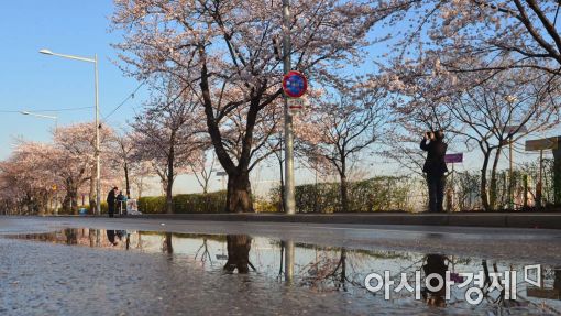 [포토]비 개인 봄날 그리고 벚꽃 