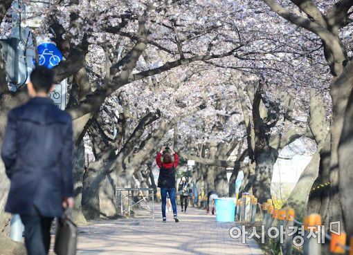 [포토]출근길 발걸음 멈추게 하는 벚꽃 