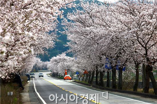 추억의 기차타고 곡성으로  ‘벚꽃여행’ 떠나볼까