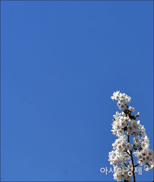 [포토]파란하늘 아래 벚꽃