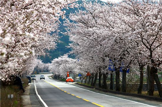 대만·태국·필리핀 관광객 5천명 경기도 벚꽃보러 온다
