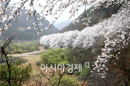 하얀 벚꽃눈이 휘날리는 보성 대원사로 오세요