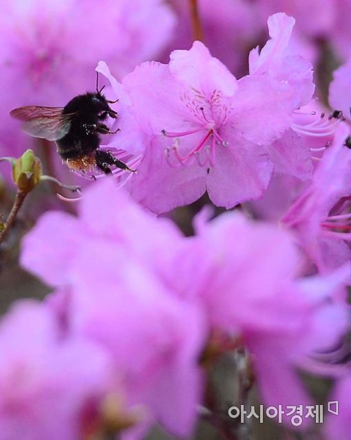 [포토]벌과 진달래 