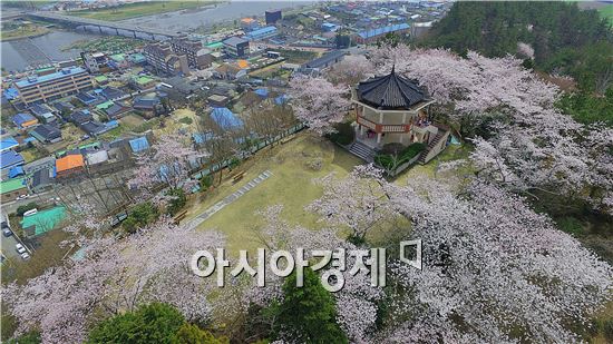 장흥 예양공원 막바지 벚꽃 연분홍빛 수놓아