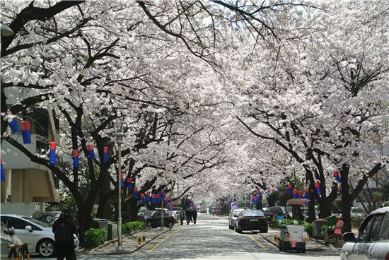 방배동 삼호아파트의 벚꽃터널