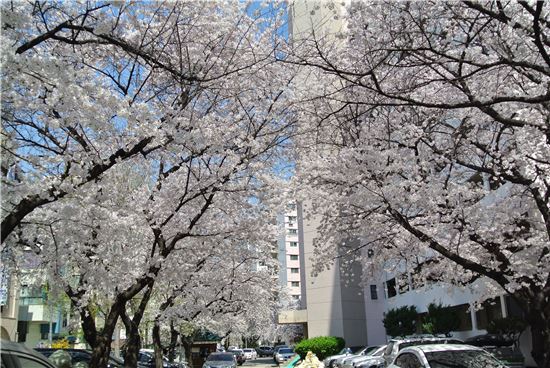 방배동 삼호아파트의 벚꽃