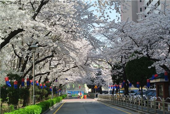 방배동 삼호아파트의 벚꽃길